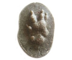 MOLDE HUELLA ERINACEUS EUROPAEUS (ERIZO, ERIÇÓ FOSC, OURIZO CACHO, TRIKU)  