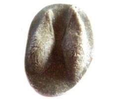 MOLDE HUELLA CAPREOLUS CAPREOLUS (CORZO, CABIROL, ORKATZ)