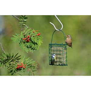 SF-SO COMEDERO PARA PASTELES DE SEBO 3