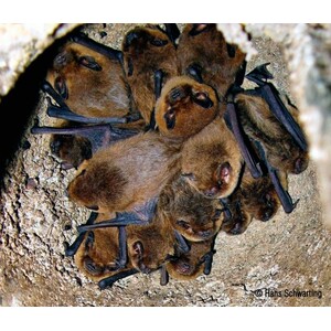 3FN CAJA NIDO ESPECIAL DE ENTRADA ESTRECHA 6