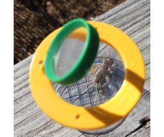 VASO LUPA PARA LA OBSERVACIÓN DE INSECTOS 2