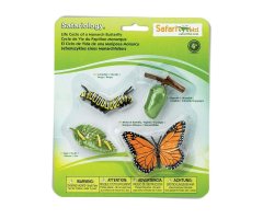 FIGURAS CICLO DE LA VIDA - MARIPOSA MONARCA   