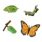 FIGURAS CICLO DE LA VIDA - MARIPOSA MONARCA_1