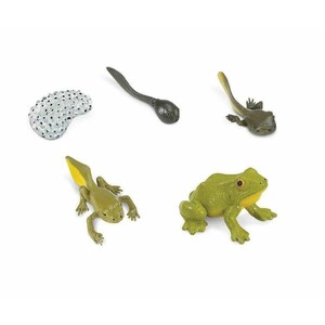 FIGURAS CICLO DE LA VIDA - RANA_1