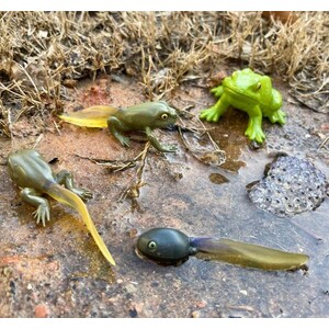 FIGURAS CICLO DE LA VIDA - RANA 3