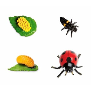 FIGURAS CICLO DE LA VIDA - MARIQUITA_1