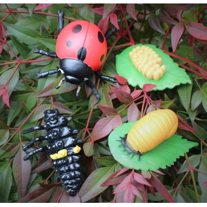 FIGURAS CICLO DE LA VIDA - MARIQUITA 3