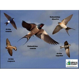 RECOGEDOR DE EXCREMENTOS DE GOLONDRINAS MODELO VOLANDO 3