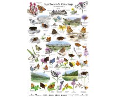 PÓSTER PAPALLONES DE CATALUNYA. ALTA MUNTANYA