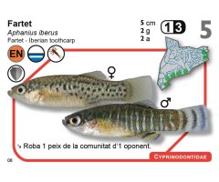 JOC DE CARTES ICTIO. DESCOBREIX L\'INCREÏBLE MÓN DELS PEIXOS CONTINENTALS DE CATALUNYA      2