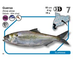 JOC DE CARTES ICTIO. DESCOBREIX L\'INCREÏBLE MÓN DELS PEIXOS CONTINENTALS DE CATALUNYA      3