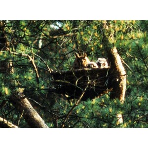 CESTA DE MIMBRE PARA BÚHO CHICO_1