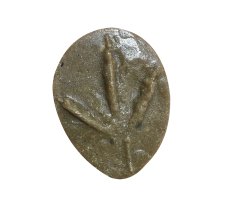 MOLDE HUELLA ARDEOLA RALLOIDES (GARCILLA CANGREJERA, MARTINET ROS, GARZA GANGREXEIRA, LERTXUNTXO KARRAMARROZALE)