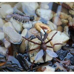 FIGURAS CICLO DE LA VIDA - MOSQUITO 3