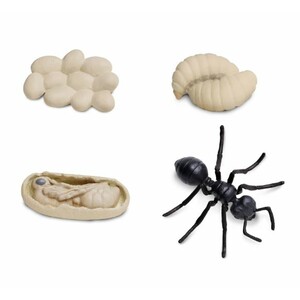 FIGURAS CICLO DE LA VIDA - HORMIGA_1