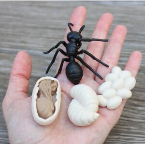 FIGURAS CICLO DE LA VIDA - HORMIGA 3