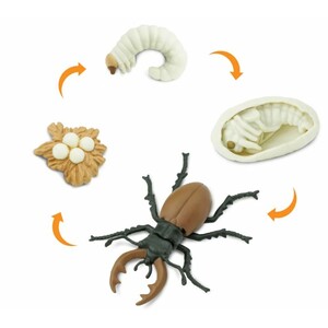 FIGURAS CICLO DE LA VIDA - CIERVO VOLADOR_1