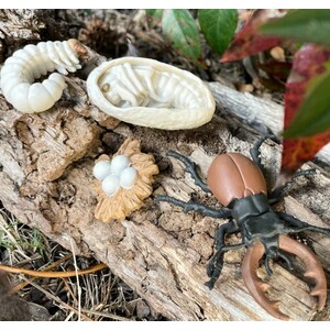 FIGURAS CICLO DE LA VIDA - CIERVO VOLADOR 3