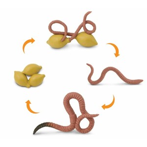 FIGURAS CICLO DE LA VIDA - LOMBRIZ_1