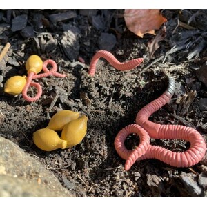 FIGURAS CICLO DE LA VIDA - LOMBRIZ 3