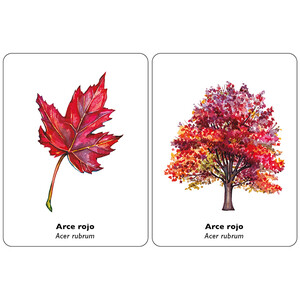 ENCUENTRA LA HOJA. JUEGO DE MEMORIA_1