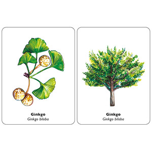 ENCUENTRA LA HOJA. JUEGO DE MEMORIA 4