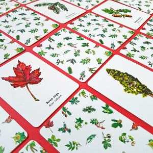 ENCUENTRA LA HOJA. JUEGO DE MEMORIA 5