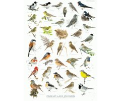 PÓSTER FLYTTFAGLAR - MUSEUM LARS JONSSON (AVES MIGRATORIAS)
