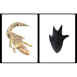 DESCOBRIU LA PETJADA. EMPARELLEU 25 ANIMALS AMB LLURS PETJADES_1