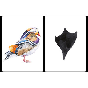 DESCOBRIU LA PETJADA. EMPARELLEU 25 ANIMALS AMB LLURS PETJADES 3