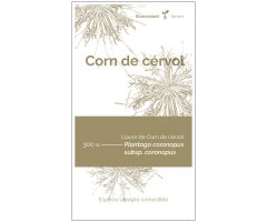 COL·LECTIU EIXARCOLANT. CORN DE CÉRVOL (PLANTAGO CORONOPUS SUBSP. CORONOPUS). LLAVORS DE VARIETATS AGRÍCOLES TRADICIONALS