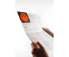 COL·LECTIU EIXARCOLANT. CALÈNDULA (CALENDULA OFFICINALIS). LLAVORS DE VARIETATS AGRÍCOLES TRADICIONALS 4