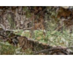 TRAGOPAN LÁMINA 3D DE CAMUFLAJE 1,5x3,5 m  5