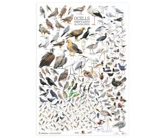 PÒSTER OCELLS NIDIFICANTS DE CATALUNYA 