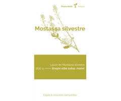COL·LECTIU EIXARCOLANT. MOSTASSA SILVESTRE (SINAPIS ALBA SUBSP. MAIREI). LLAVORS DE VARIETATS AGRÍCOLES TRADICIONALS