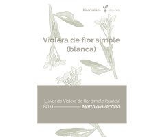 COL·LECTIU EIXARCOLANT. VIOLERA DE FLOR SIMPLE BLANCA (MATTHIOLA INCANA). LLAVORS DE VARIETATS AGRÍCOLES TRADICIONALS