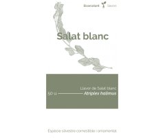 COL·LECTIU EIXARCOLANT. SALAT BLANC (ATRIPLEX HALIMUS). LLAVORS DE VARIETATS AGRÍCOLES TRADICIONALS