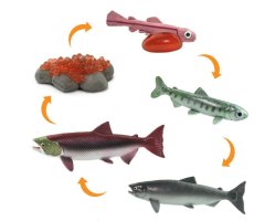 FIGURAS CICLO DE LA VIDA EL SALMÓN 2