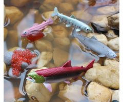 FIGURAS CICLO DE LA VIDA EL SALMÓN 3