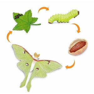 FIGURAS CICLO DE LA VIDA- POLILLA LUNA_1