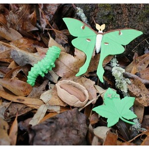 FIGURAS CICLO DE LA VIDA- POLILLA LUNA 3