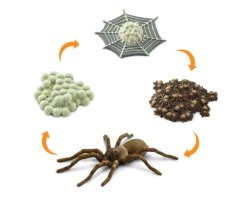 FIGURAS CICLO DE LA VIDA- ARAÑA 2