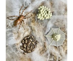 FIGURAS CICLO DE LA VIDA- ARAÑA 3