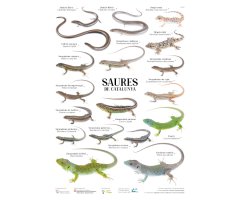 PÓSTER SAURES DE CATALUNYA