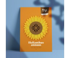PLEGO POP UP HELIANTHUS ANNUUS (GIRASOL)