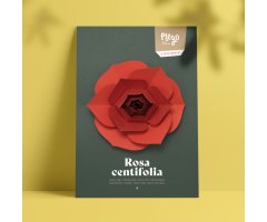 PLEGO POP UP ROSA CENTIFOLIA (ROSA)