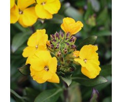 COL·LECTIU EIXARCOLANT. VIOLERA VELLA DE FLOR GROGA (ERYSIMUM CHEIRI). LLAVORS DE VARIETATS AGRÍCOLES TRADICIONALS 2