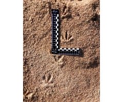 REGLA PARA RASTREO DE FAUNA 5