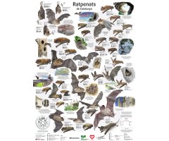 PÒSTER RATPENATS DE CATALUNYA