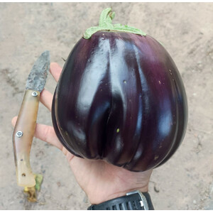 COL·LECTIU EIXARCOLANT. ALBERGINIA GEGANTA (SOLANUM MELONGENA). LLAVORS DE VARIETATS AGRÍCOLES TRADICIONALS_1